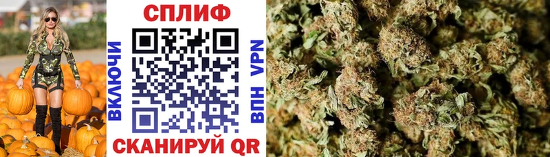 Купить где  Велиж  Каннабис индика 
